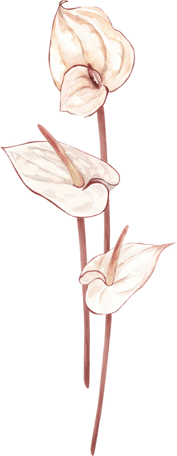 Anthurium watercolor flowers